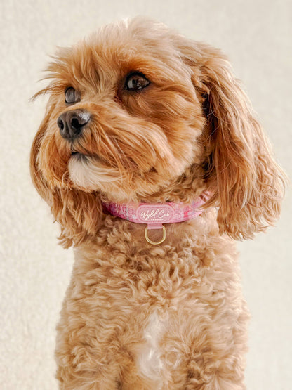 Adjustable Dog Collar: Belgravia Bonbon