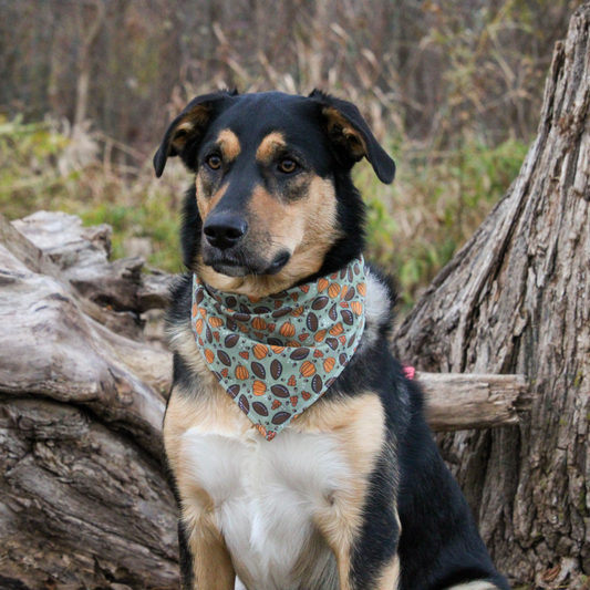 Pumpkins and Footballs Bandana