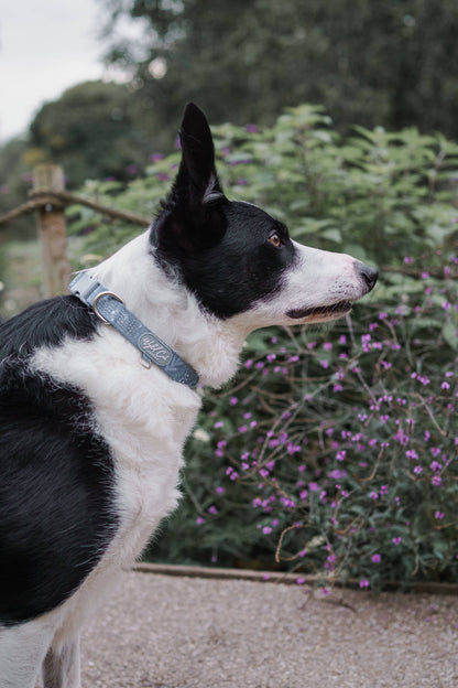 Adjustable Dog Collar: Chiswick Dovetail
