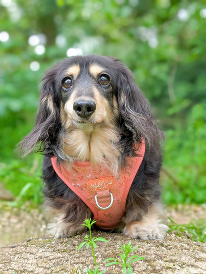 Adjustable Dog Harness: Chiswick Papaya