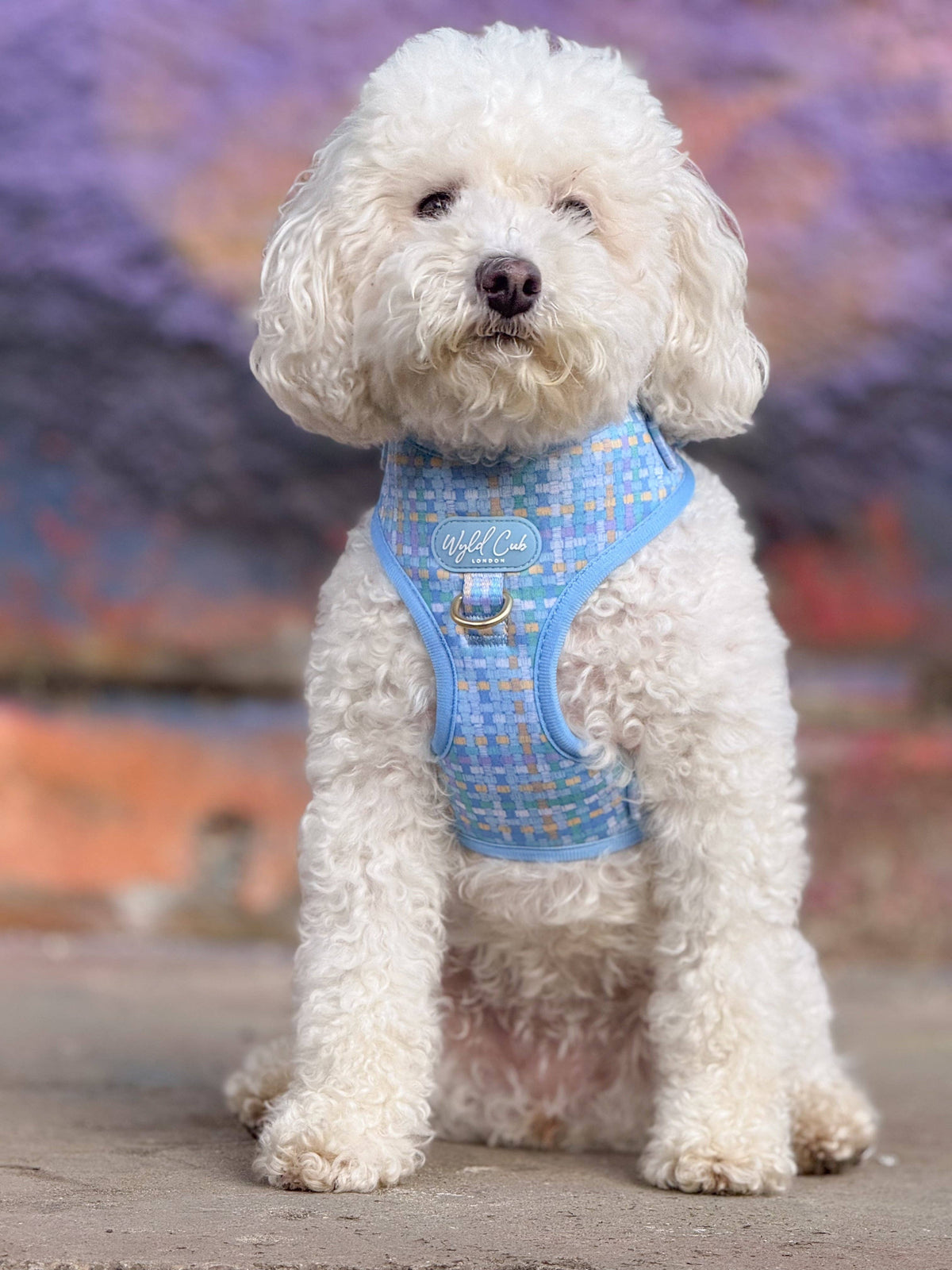 Adjustable Dog Harness: Belgravia Macaron