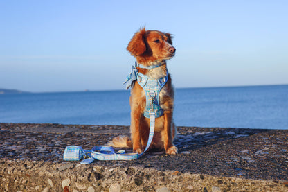 Dog Lead: Belgravia Macaron