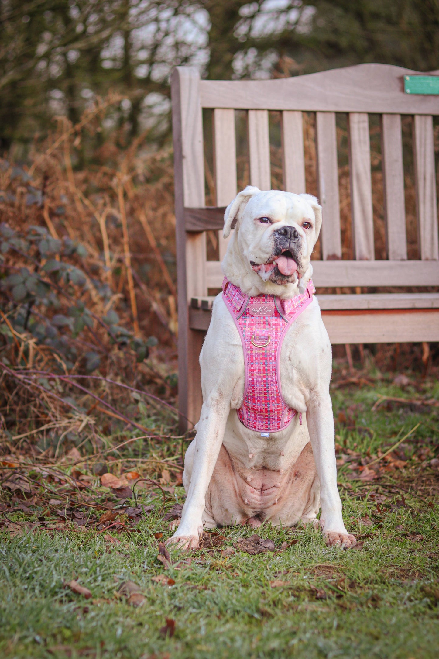 Step & Switch® Dog Harness: Belgravia Bonbon