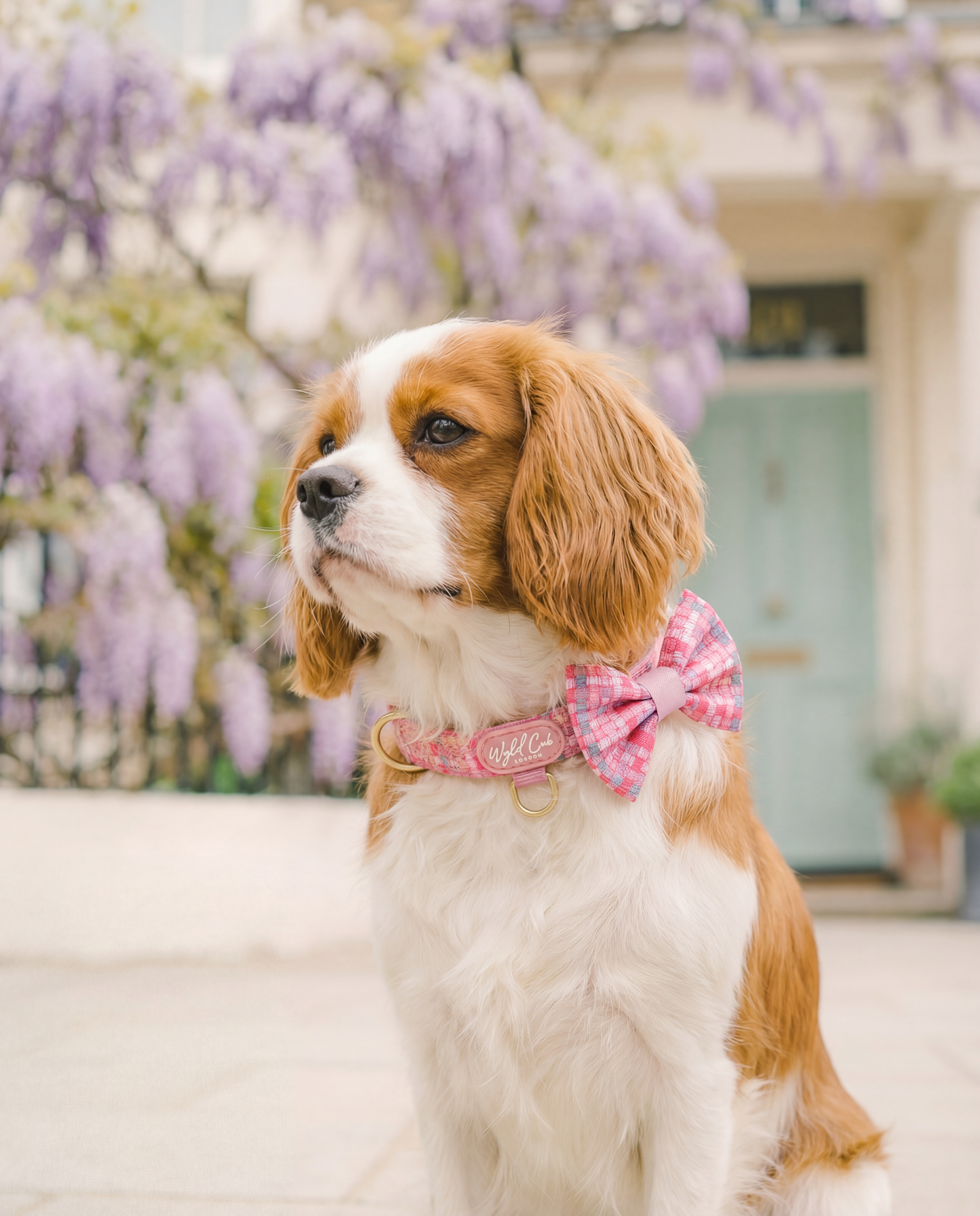 Adjustable Dog Collar: Belgravia Bonbon