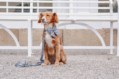 Adjustable Dog Collar: Chiswick Dovetail