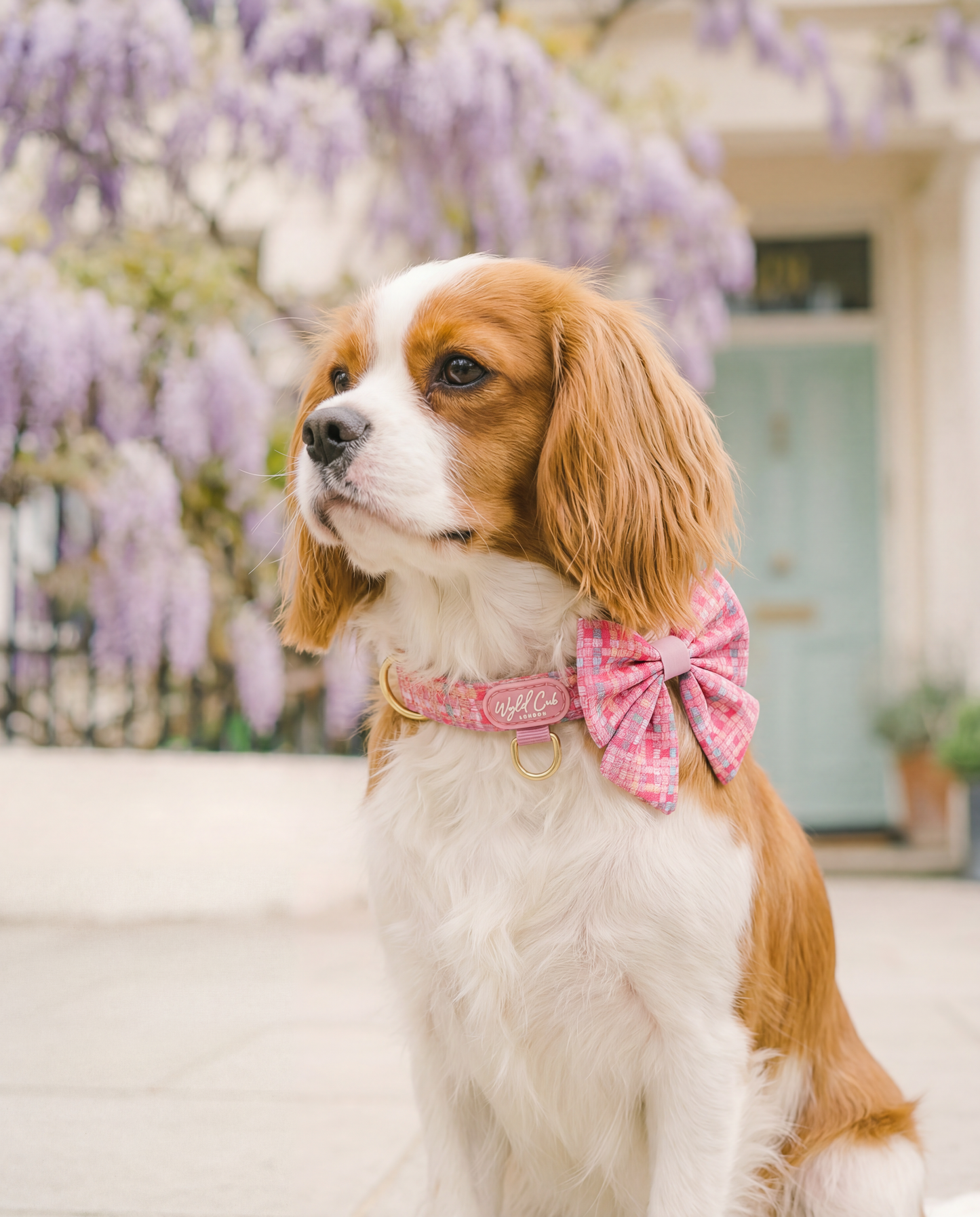 Adjustable Dog Collar: Belgravia Bonbon