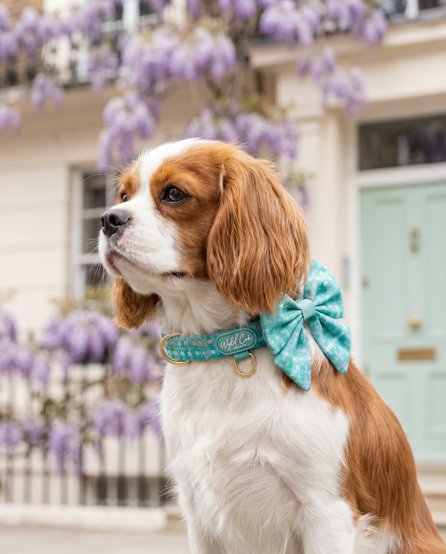 Dog Sailor Bow: Belgravia Sweetpea