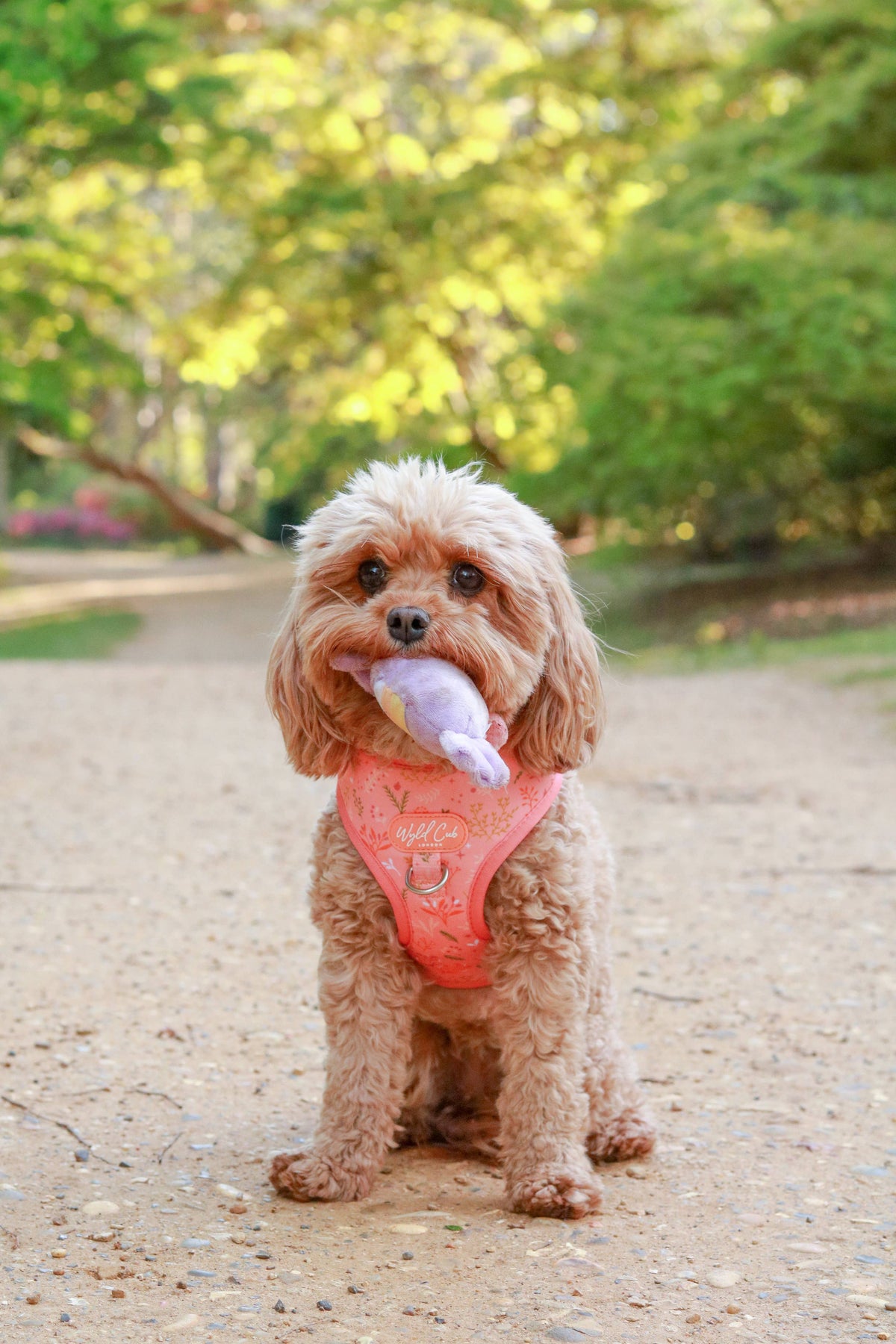 Adjustable Dog Harness: Chiswick Papaya