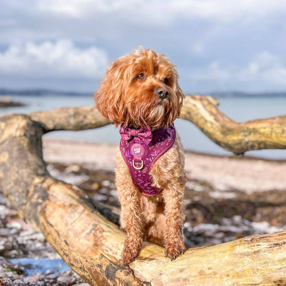 Dog Dickie Bow: Chiswick Fig