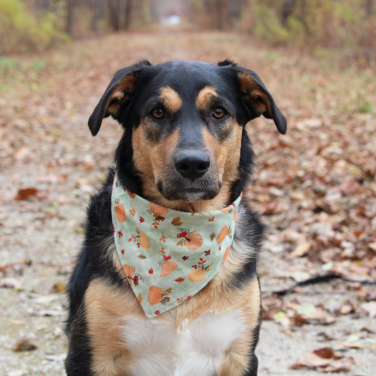 Fall Pumpkins Bandana