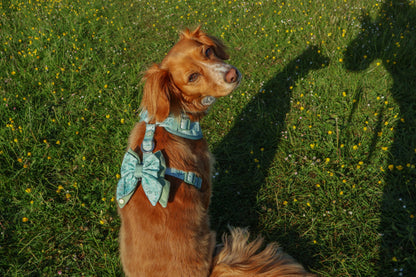 Dog Butterfly Bow: Chiswick Pistachio