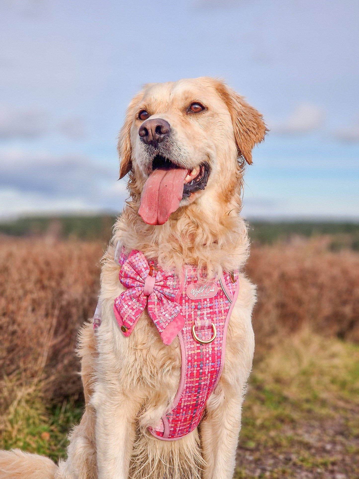Dog Butterfly Bow: Belgravia Bonbon