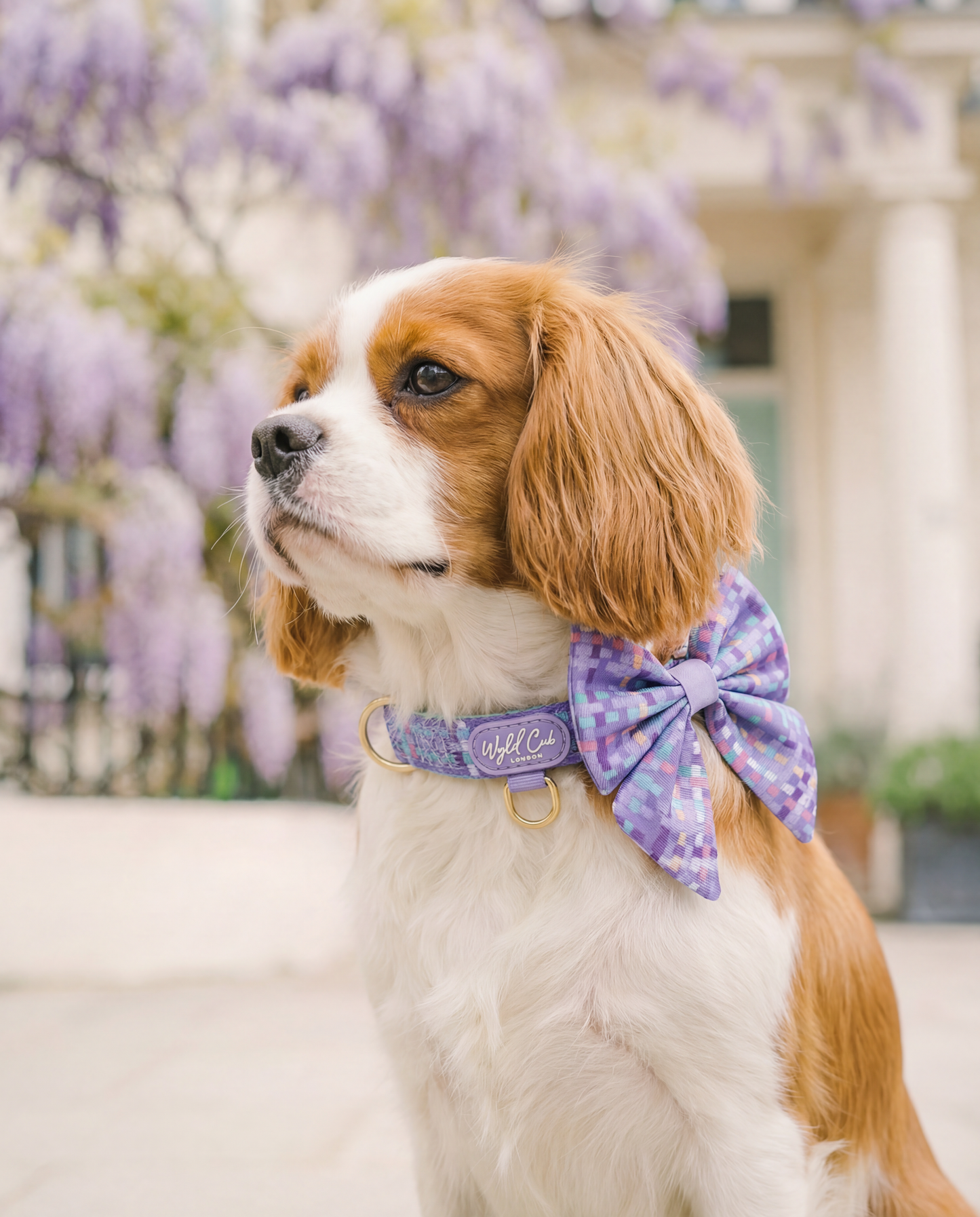 Dog Sailor Bow: Belgravia Sugarplum