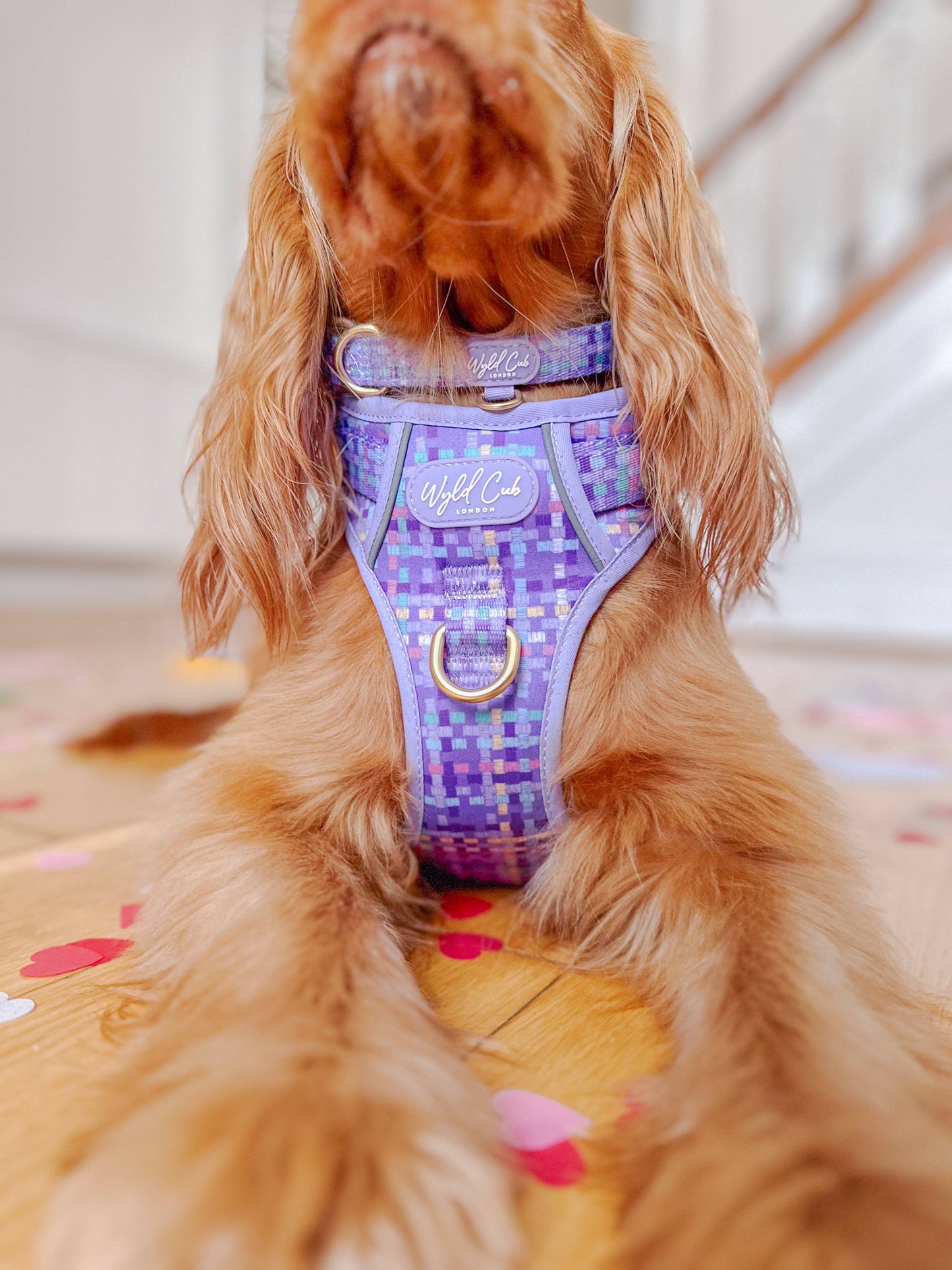 Adjustable Dog Collar: Belgravia Sugarplum