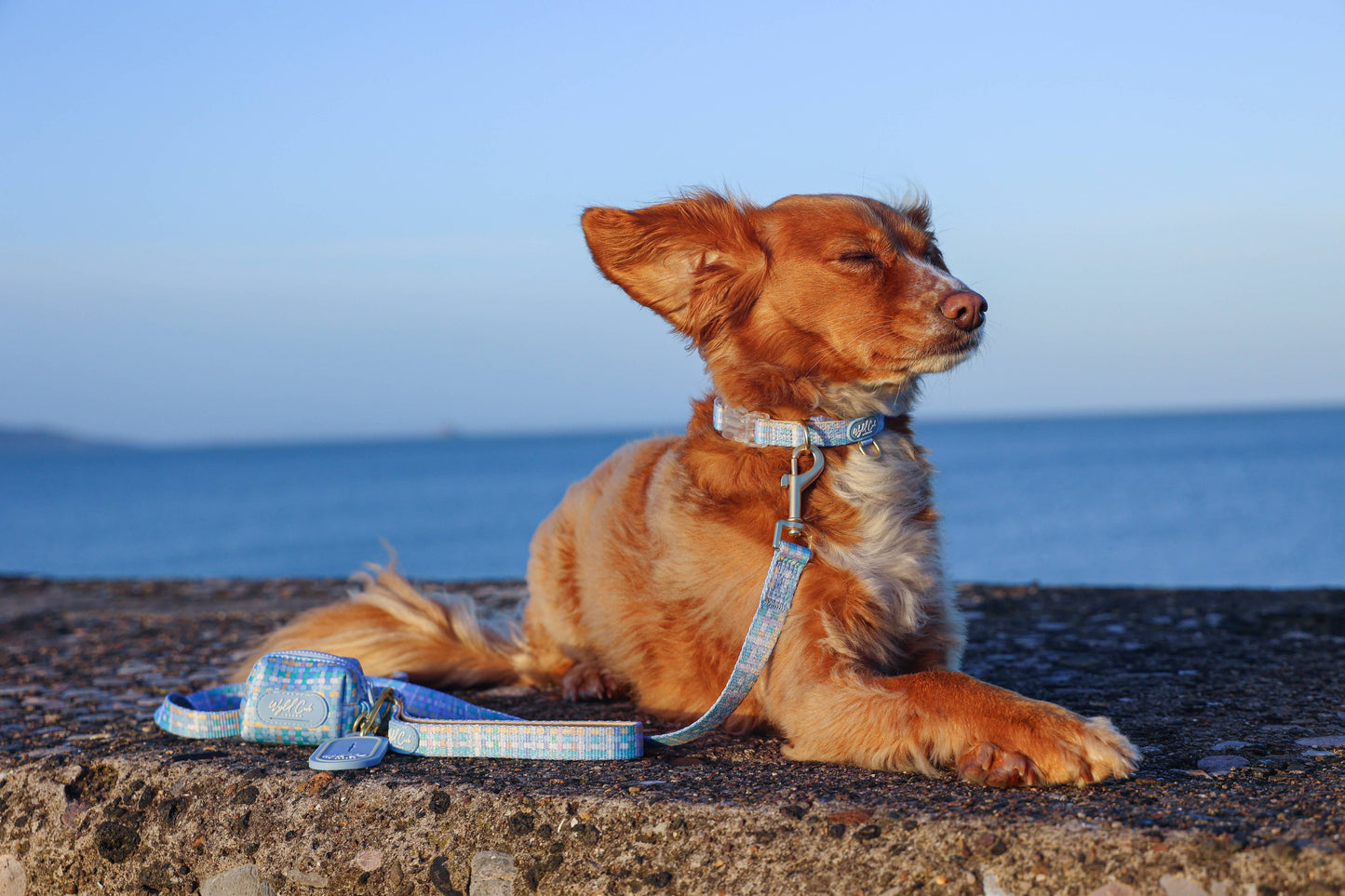 Adjustable Dog Collar: Belgravia Macaron