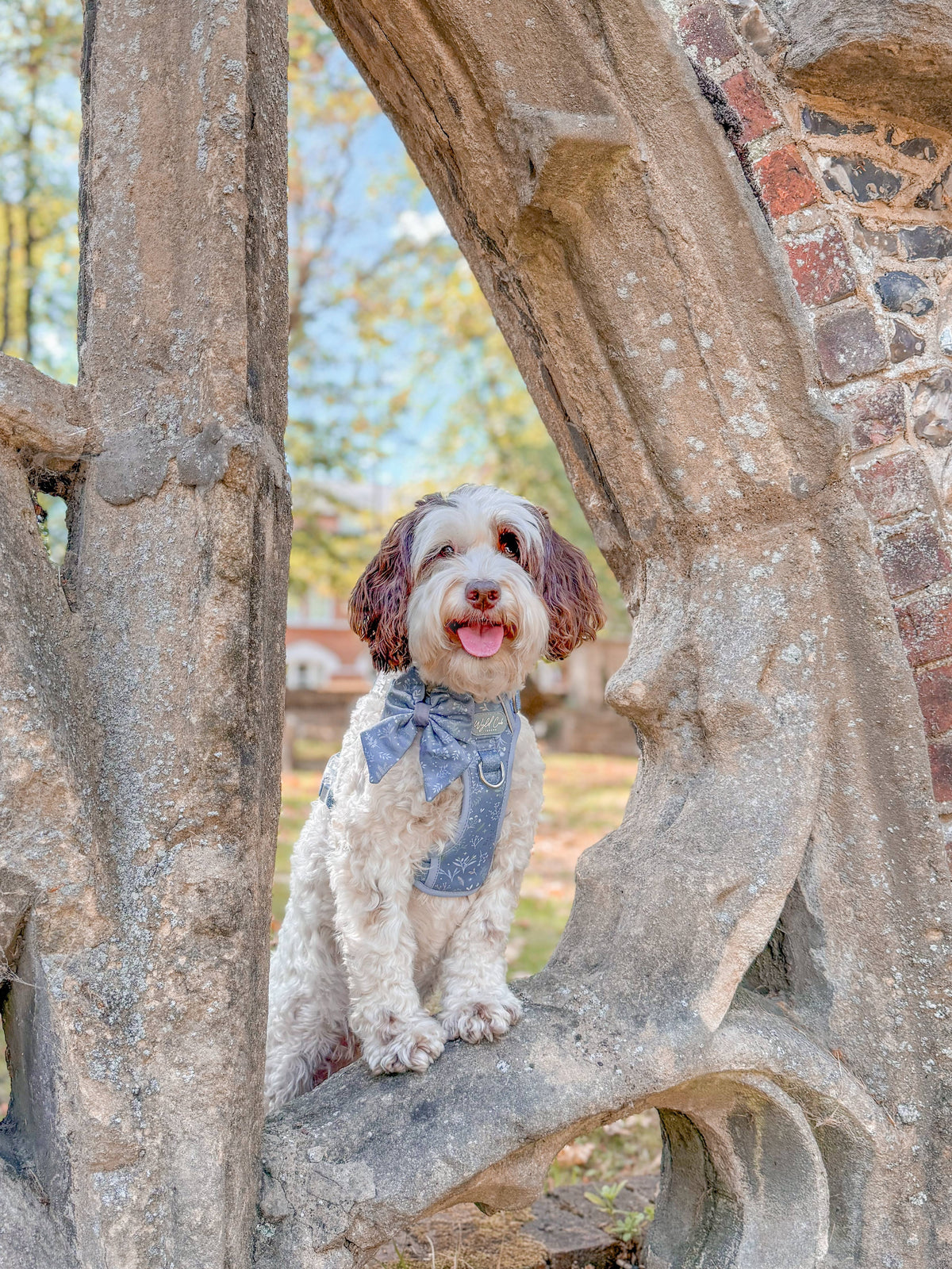 Dog Sailor Bow: Chiswick Dovetail