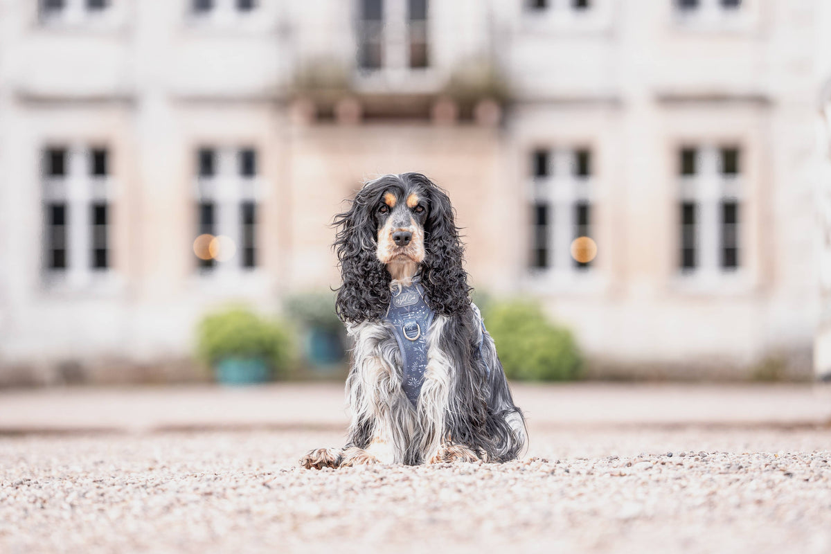 Step & Switch® Dog Harness: Chiswick Dovetail