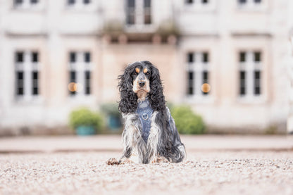 Step & Switch® Dog Harness: Chiswick Dovetail