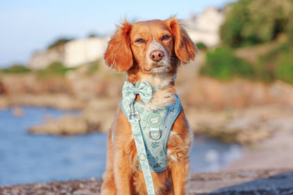 Dog Dickie Bow: Chiswick Pistachio