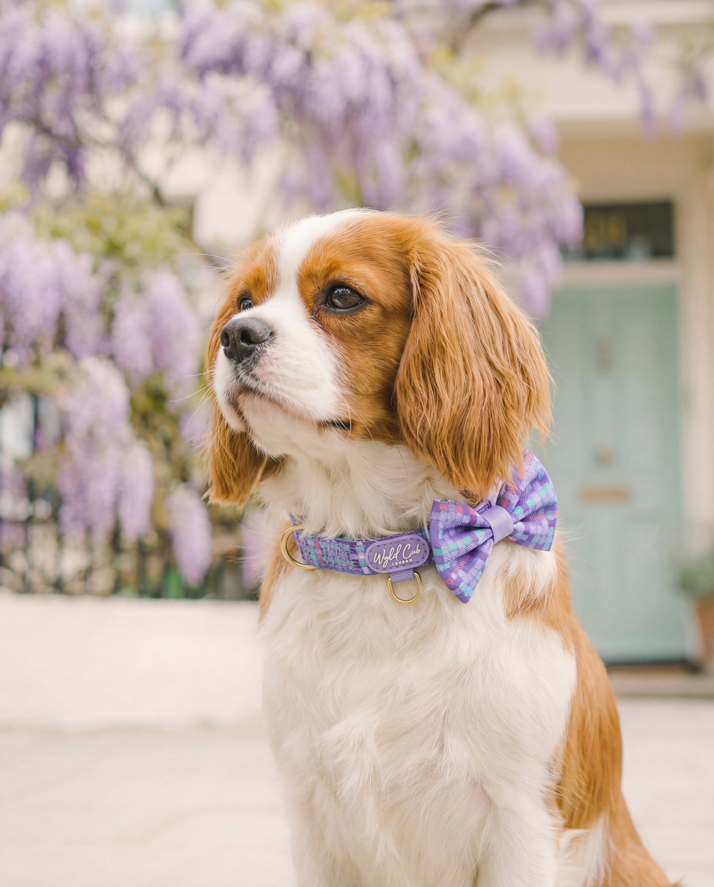 Adjustable Dog Collar: Belgravia Sugarplum