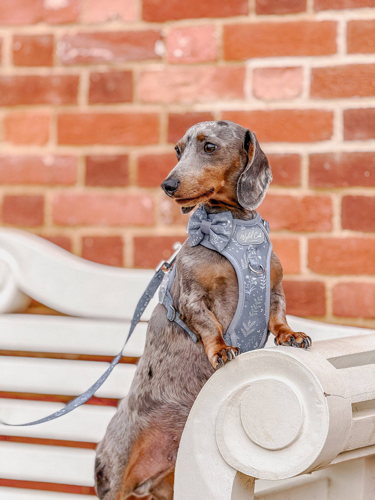 Step & Switch® Dog Harness: Chiswick Dovetail