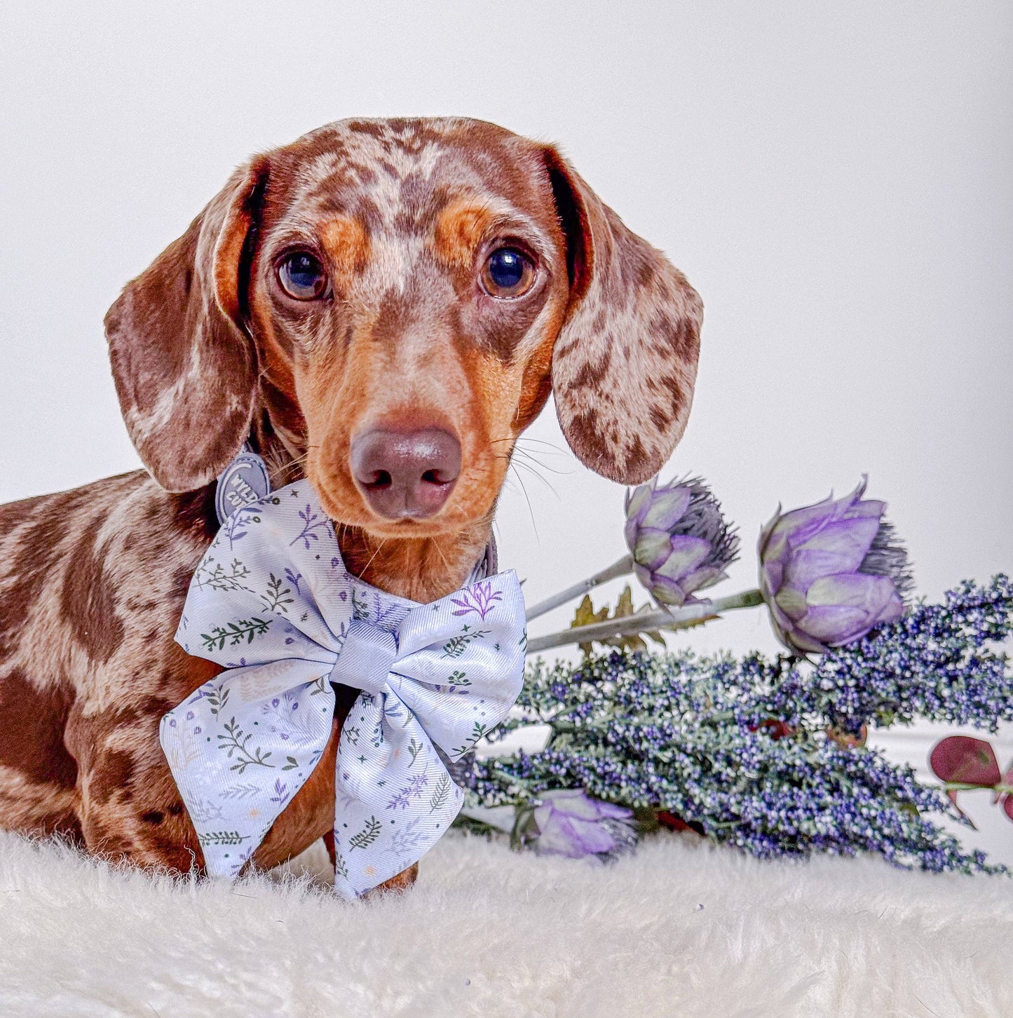 Dog Sailor Bow: Chiswick Thistle