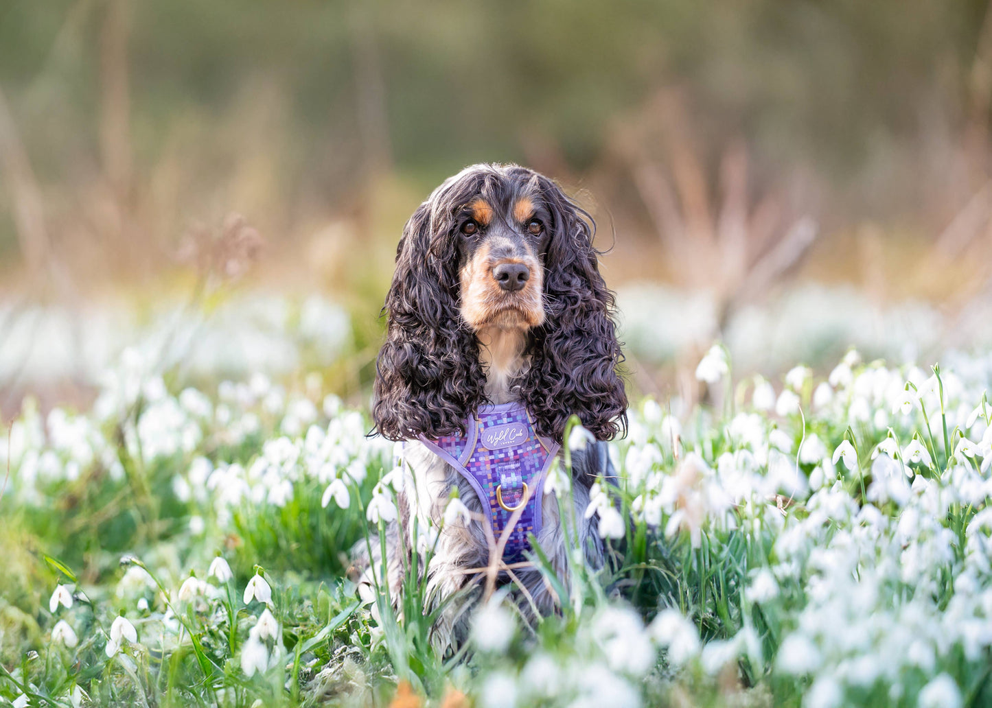 Step & Switch® Dog Harness: Belgravia Sugarplum