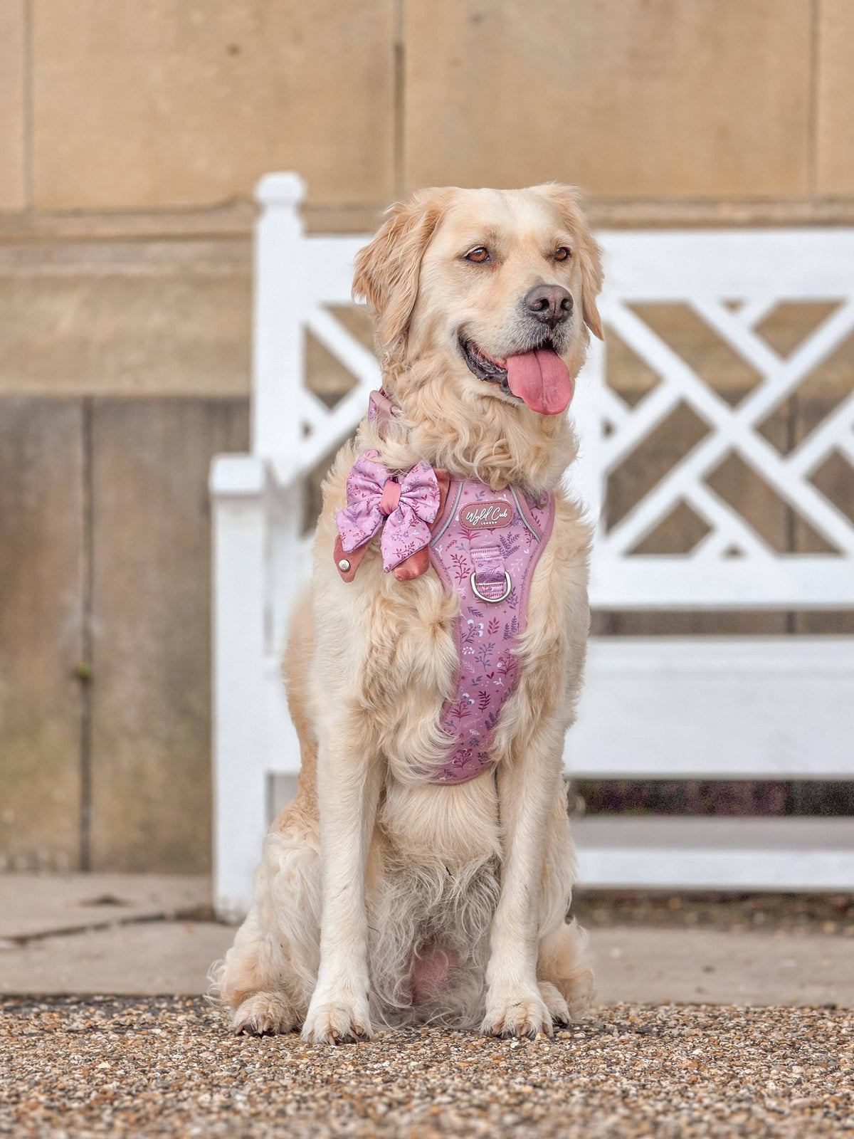 Dog Butterfly Bow: Chiswick Rosewood