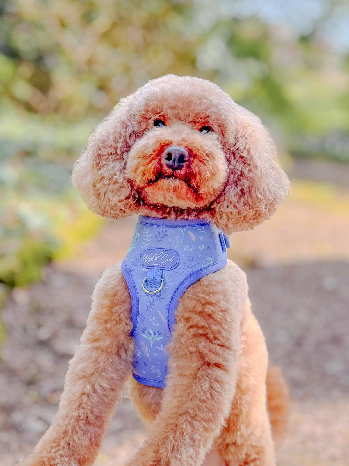 Adjustable Dog Harness: Chiswick Aeris