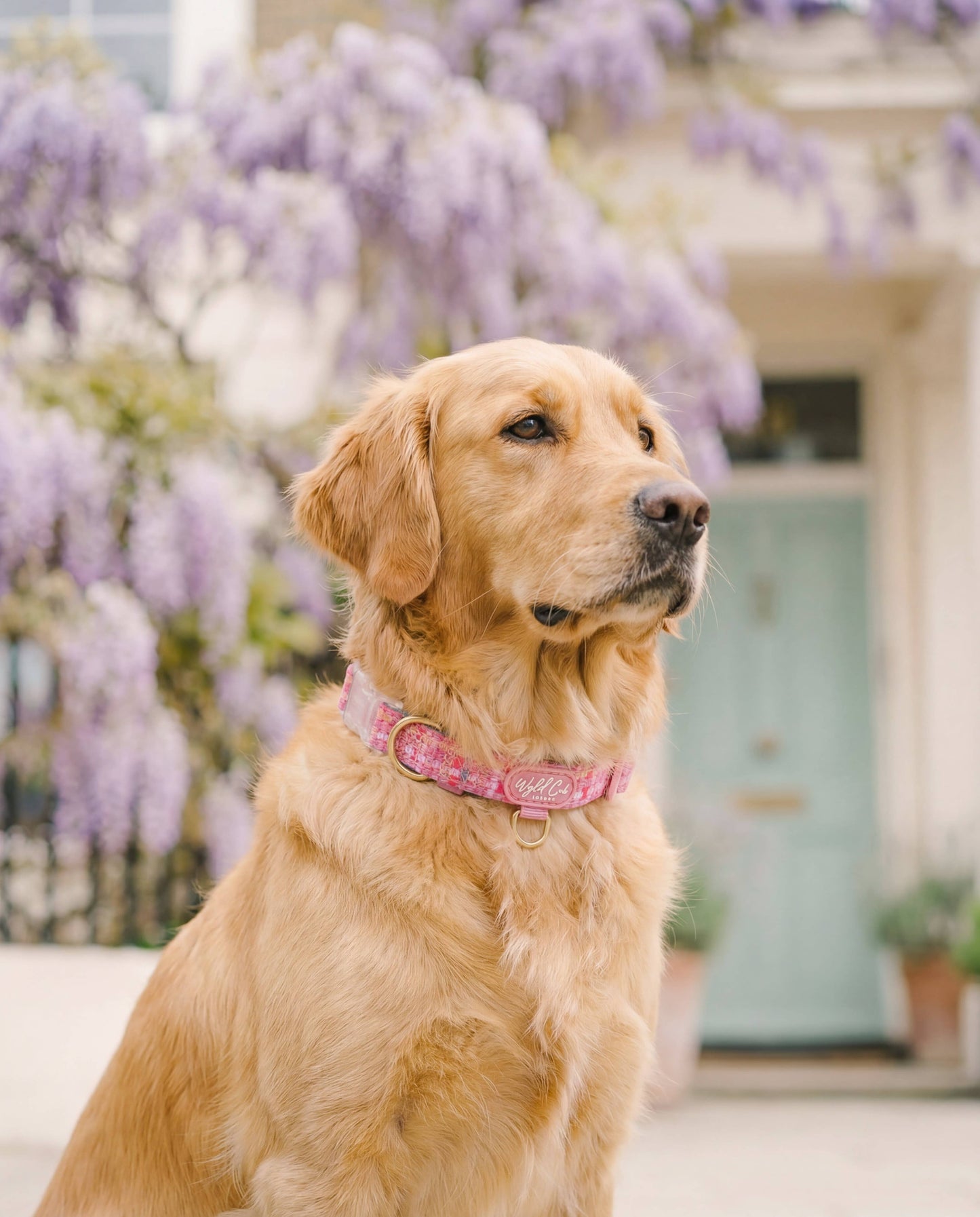 Adjustable Dog Collar: Belgravia Bonbon