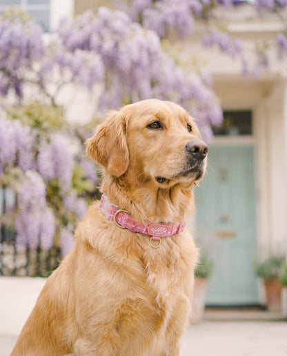 Adjustable Dog Collar: Belgravia Bonbon