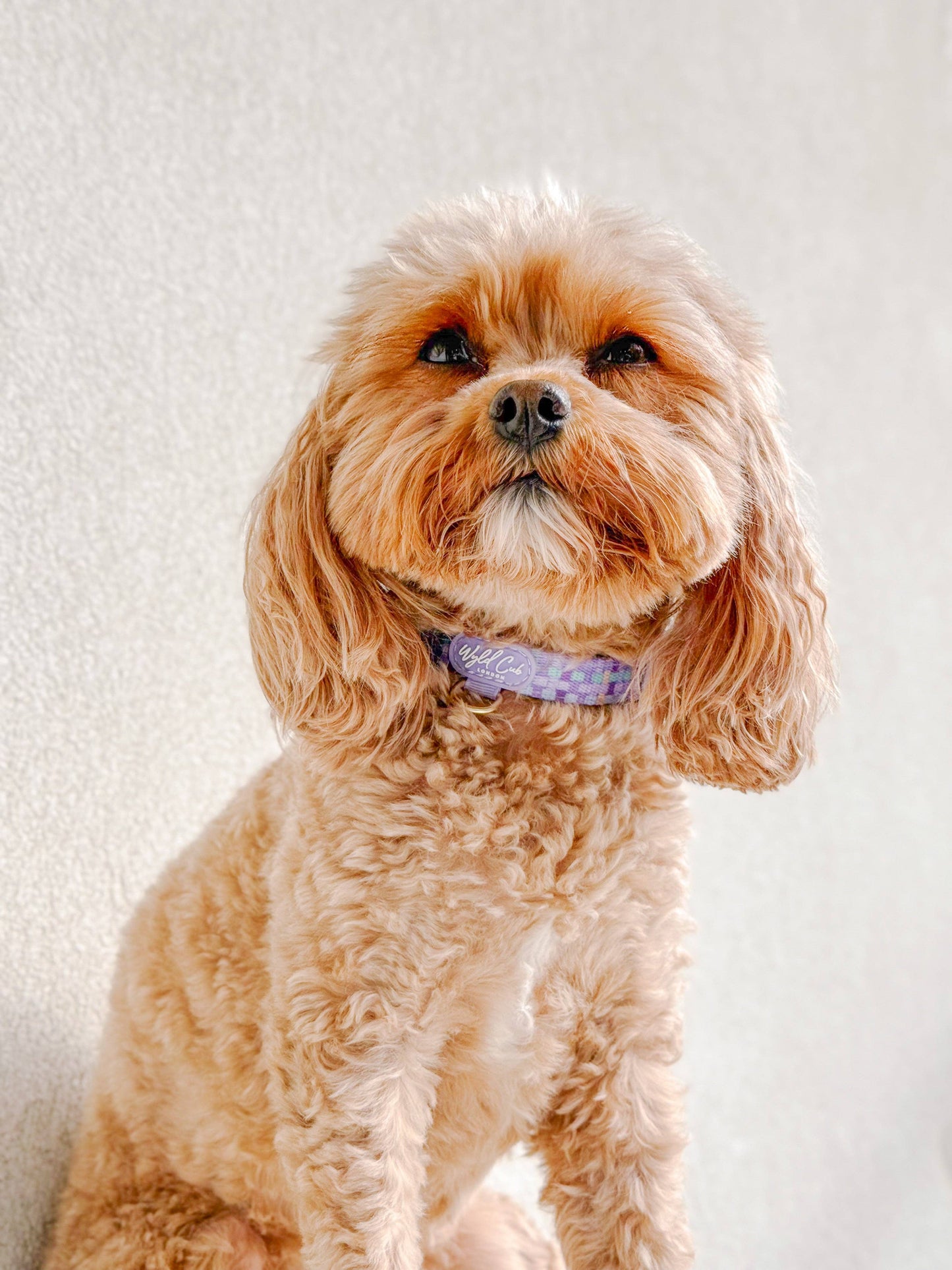 Adjustable Dog Collar: Belgravia Sugarplum