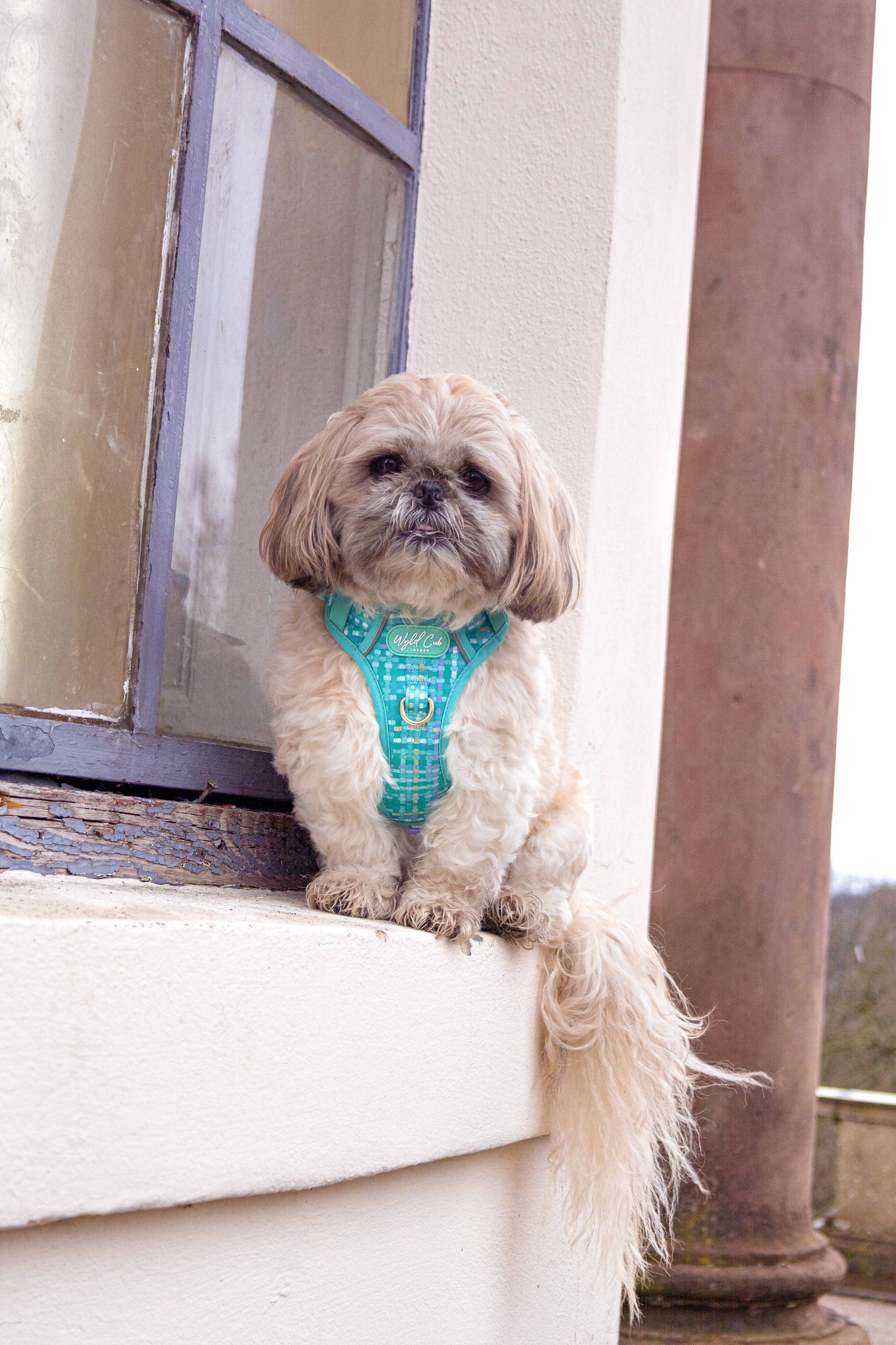 Step & Switch® Dog Harness: Belgravia Sweetpea