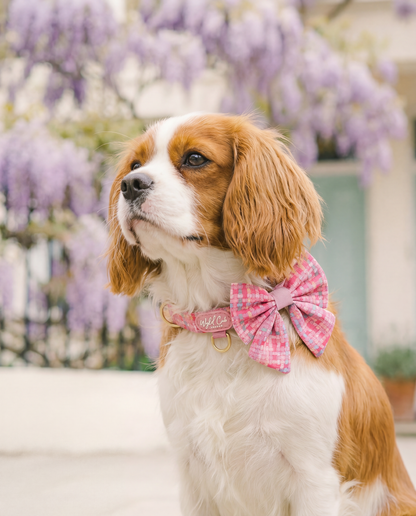 Dog Sailor Bow: Belgravia Bonbon