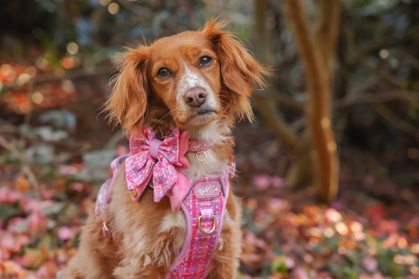 Dog Butterfly Bow: Belgravia Bonbon