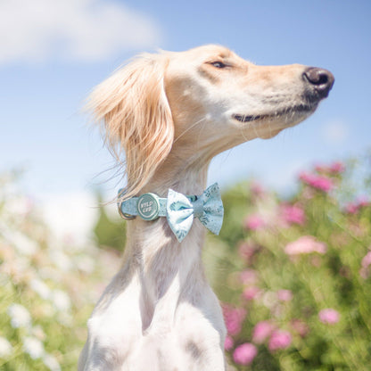 Dog Dickie Bow: Chiswick Pistachio
