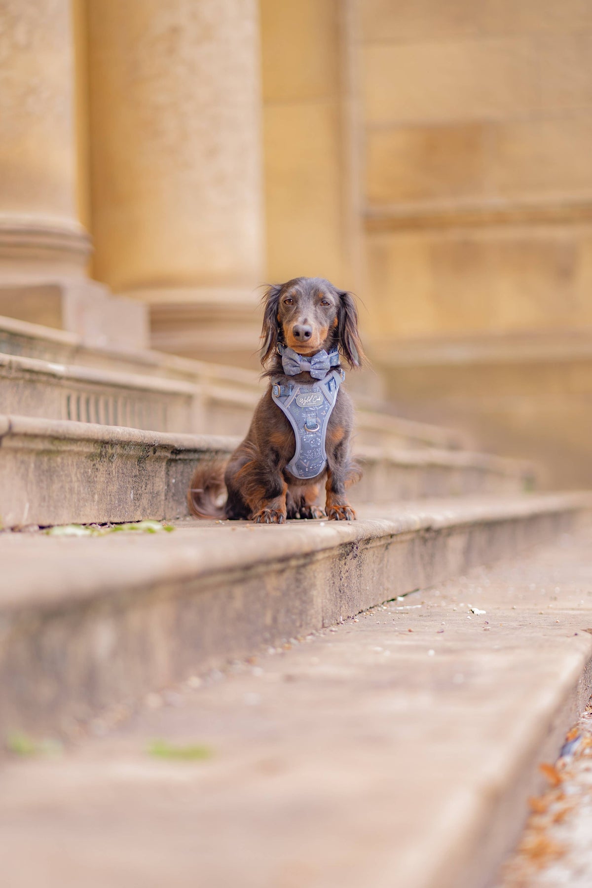 Dog Dickie Bow: Chiswick Dovetail