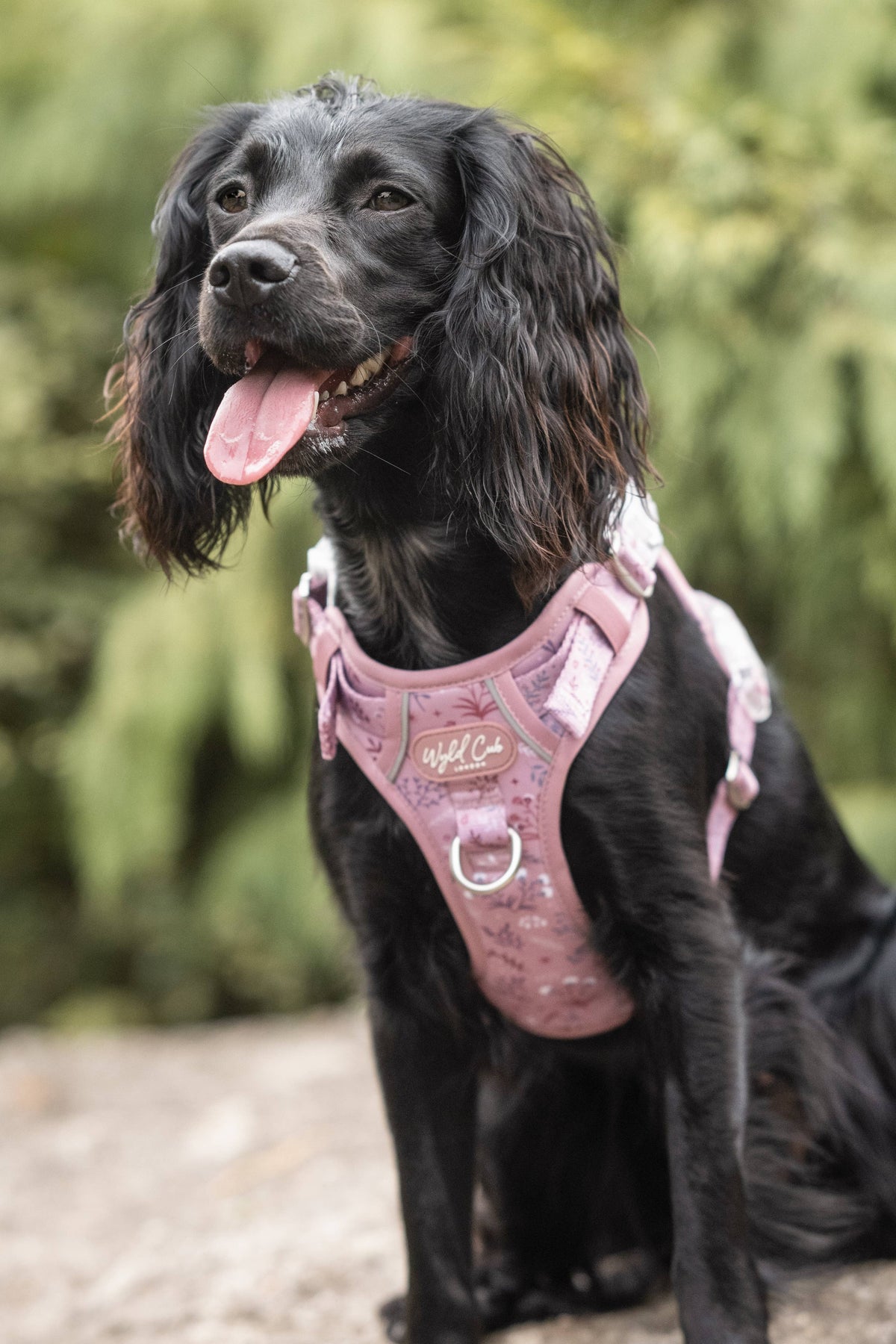 Step & Switch® Dog Harness: Chiswick Rosewood