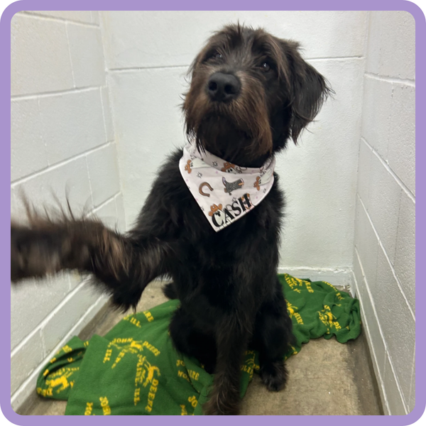 Customer photo for Halloween Cowboy Bandana