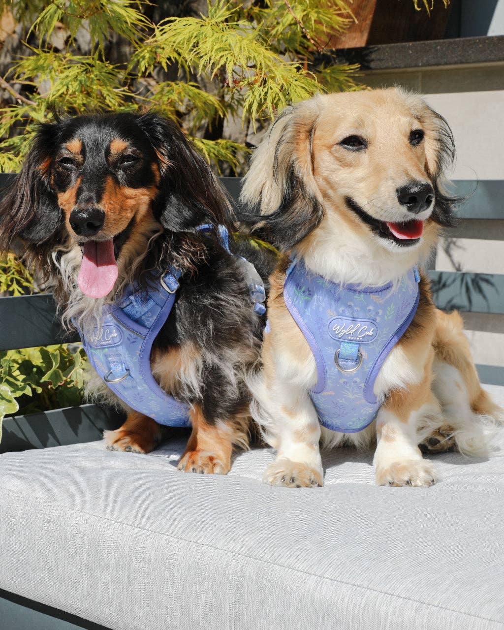 Adjustable Dog Harness: Chiswick Aeris