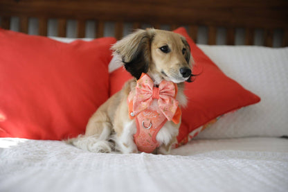 Adjustable Dog Harness: Chiswick Papaya