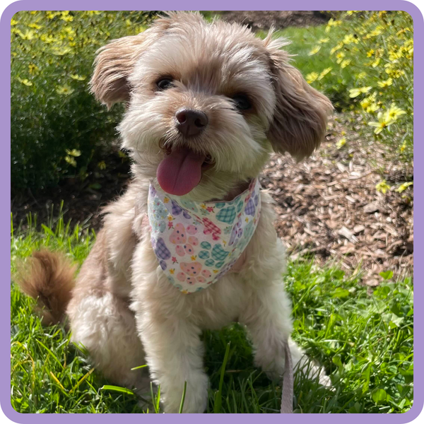Customer photo for Colourful Pawprint Bandana