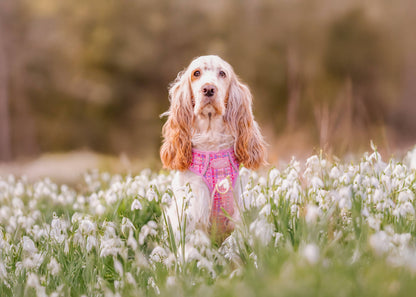 Step & Switch® Dog Harness: Belgravia Bonbon
