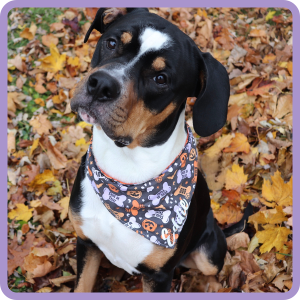 Customer photo for Halloween Bone Bandana