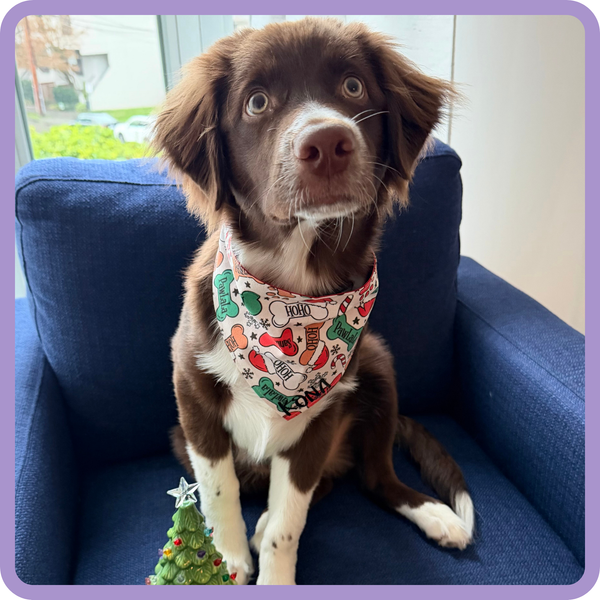 Customer photo for Christmas Bones Bandana