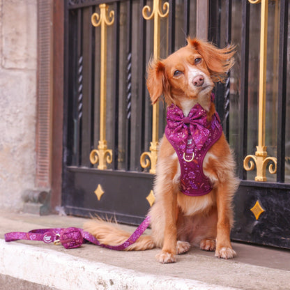 Dog Sailor Bow: Chiswick Fig