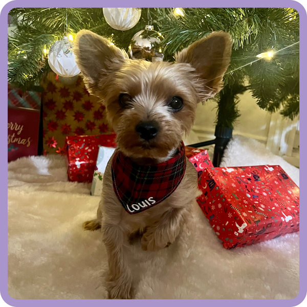 Customer photo for Red Christmas Plaid Bandana