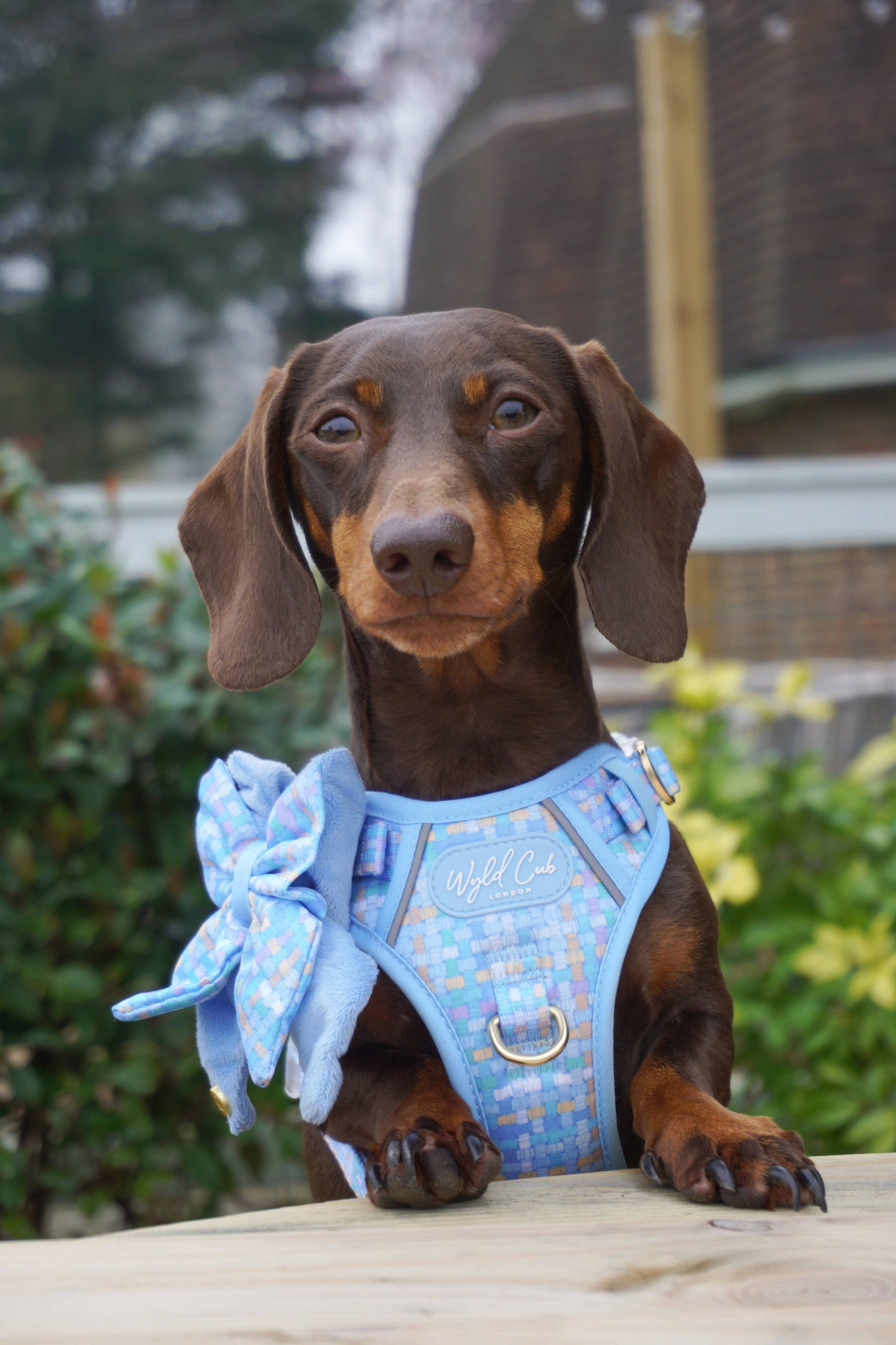 Dog Butterfly Bow: Belgravia Macaron