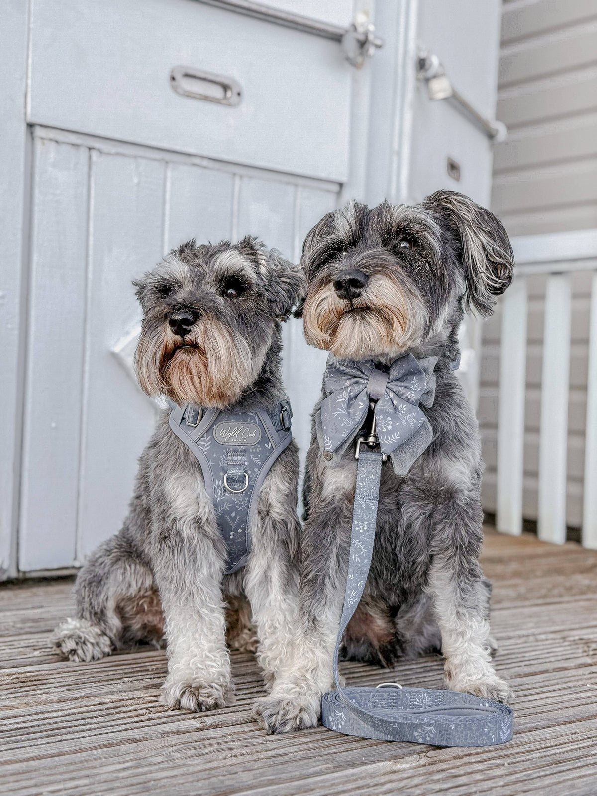 Step & Switch® Dog Harness: Chiswick Dovetail