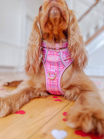 Adjustable Dog Collar: Belgravia Bonbon